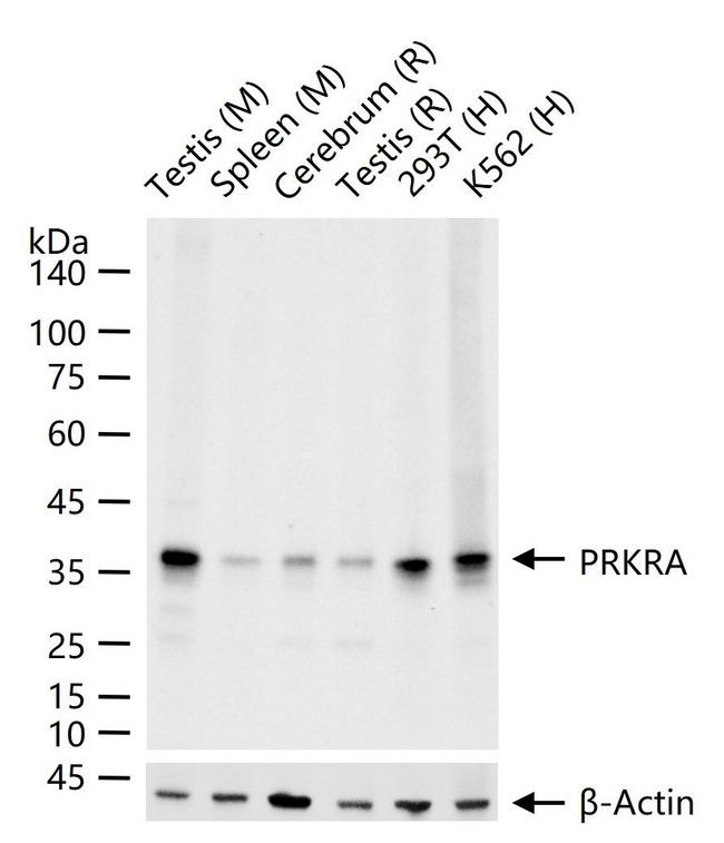 PACT Antibody in Western Blot (WB)