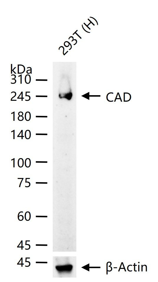 CAD Antibody in Western Blot (WB)