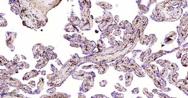 Fibrinogen alpha chain Antibody in Immunohistochemistry (Paraffin) (IHC (P))