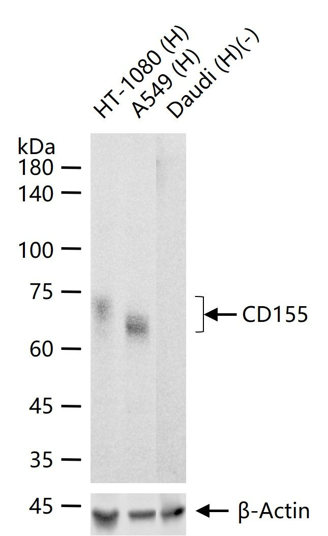 CD155 Antibody in Western Blot (WB)