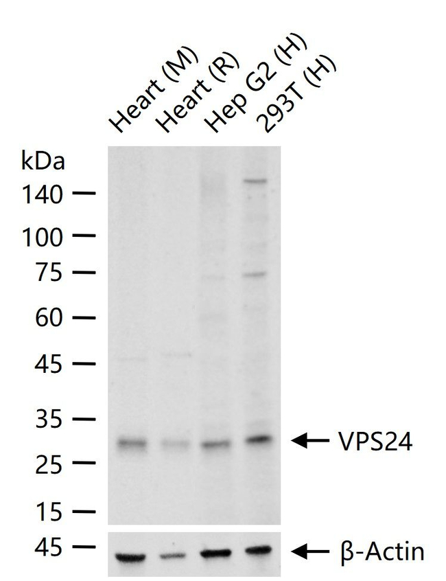CHMP3 Antibody in Western Blot (WB)