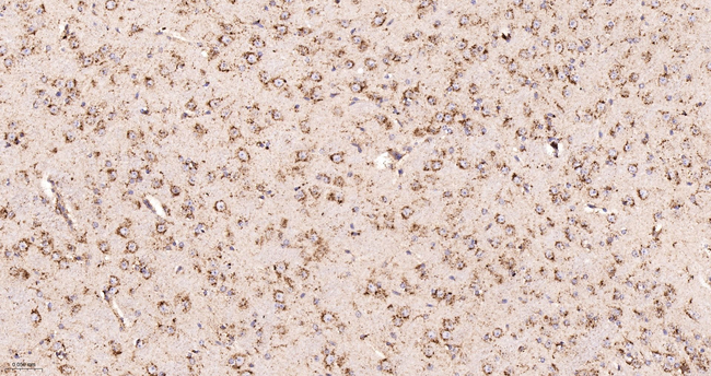LIMP2 Antibody in Immunohistochemistry (Paraffin) (IHC (P))