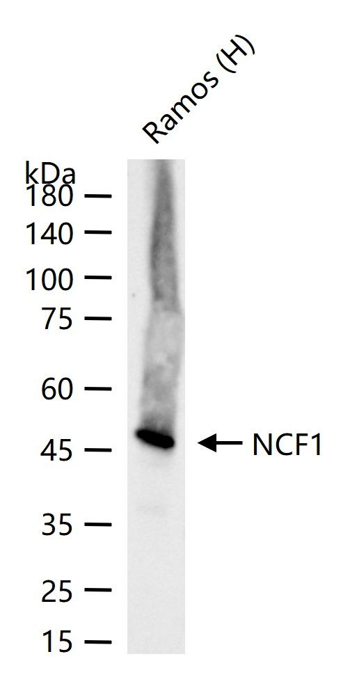 p47phox Antibody in Western Blot (WB)