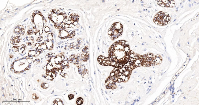 Apolipoprotein D Antibody in Immunohistochemistry (Paraffin) (IHC (P))