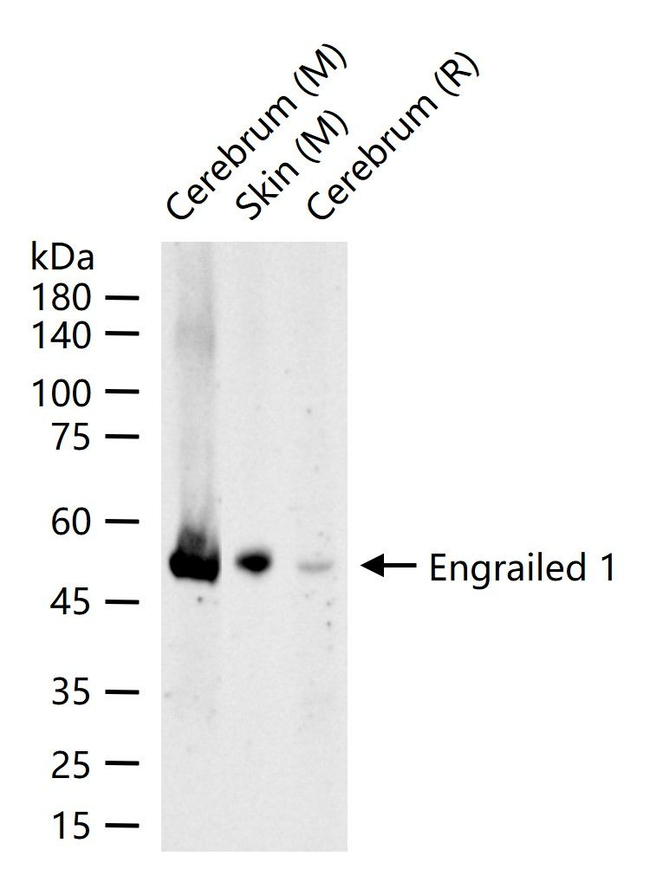 EN1 Antibody in Western Blot (WB)