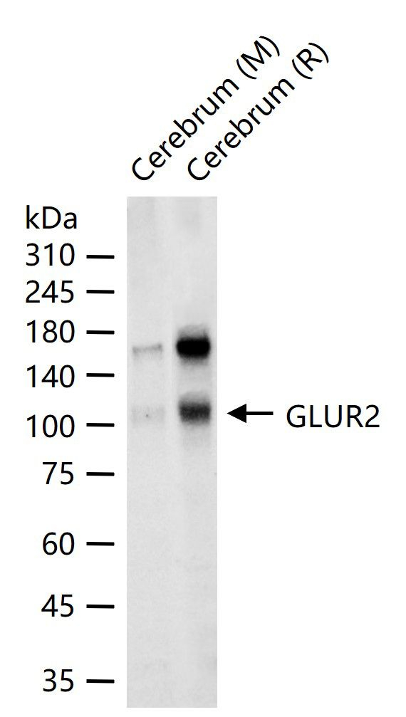 GluR2 Antibody in Western Blot (WB)