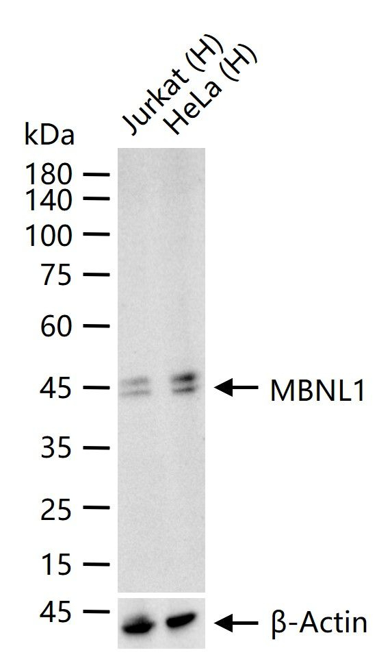 MBNL1 Antibody in Western Blot (WB)