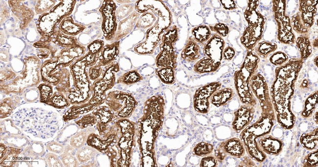 GGT1 Antibody in Immunohistochemistry (Paraffin) (IHC (P))