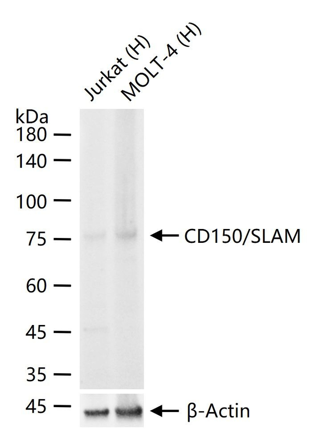 CD150 Antibody in Western Blot (WB)