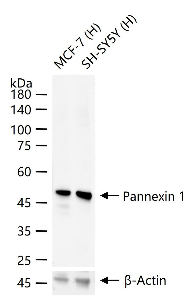 Pannexin 1 Antibody in Western Blot (WB)