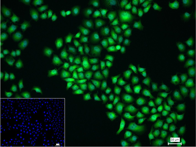 TBX3 Antibody in Immunocytochemistry (ICC/IF)