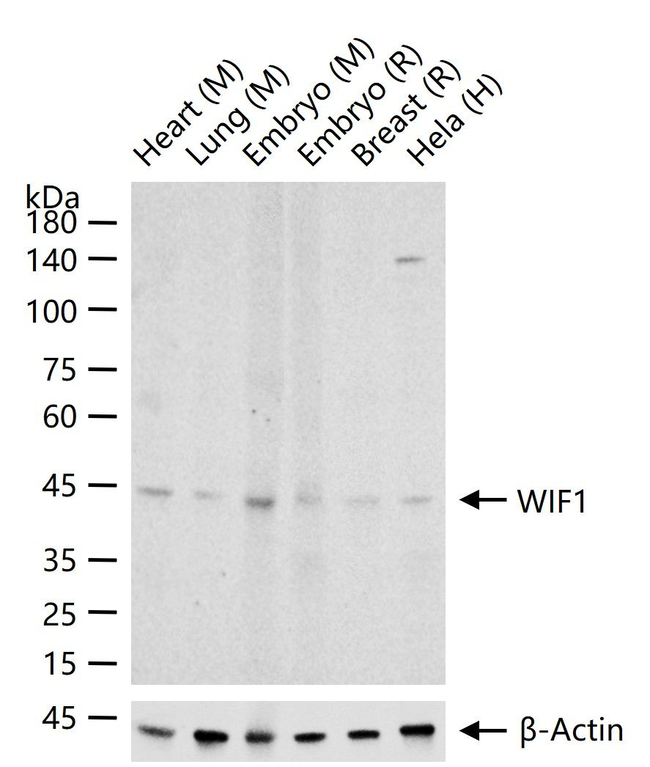 WIF1 Antibody in Western Blot (WB)