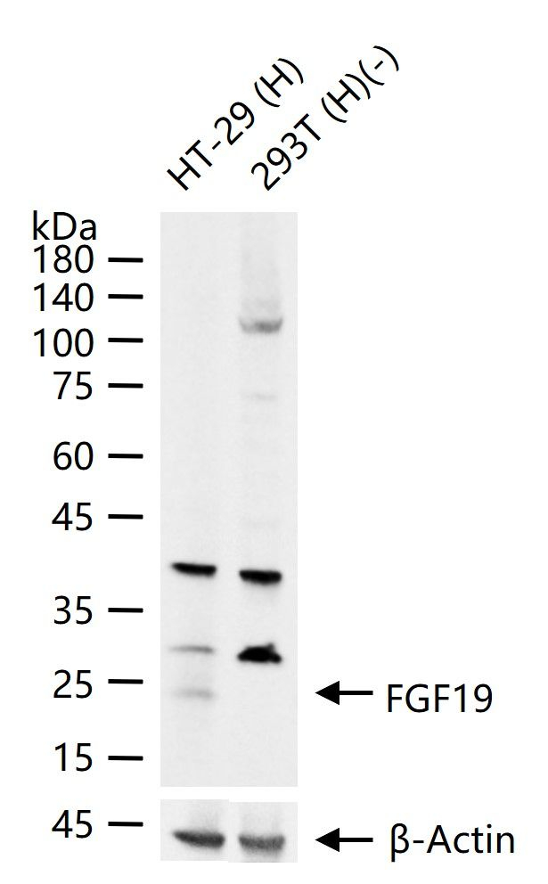 FGF19 Antibody in Western Blot (WB)
