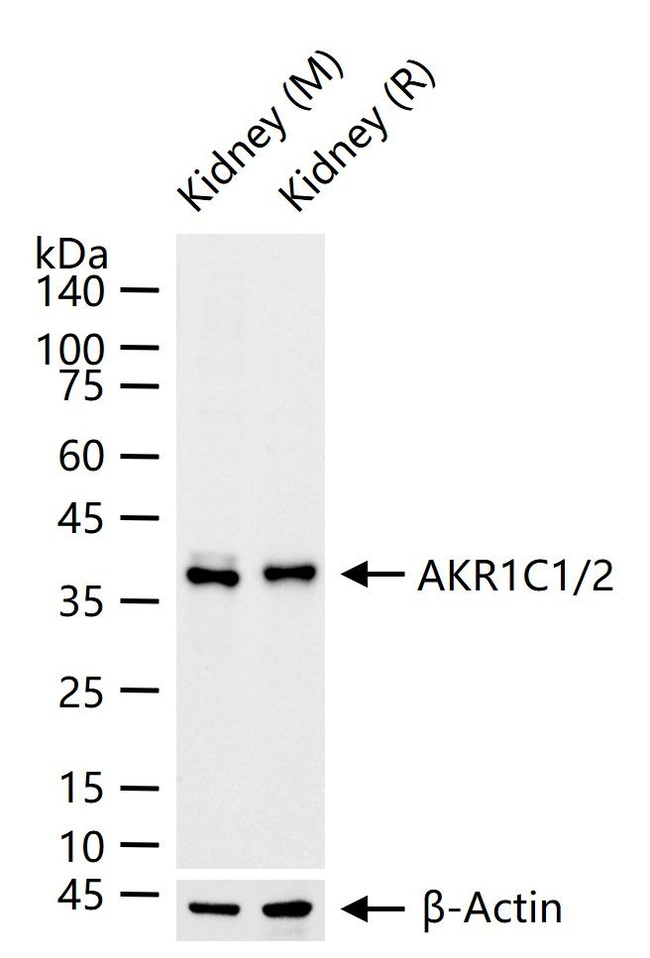 AKR1C1/AKR1C2 Antibody in Western Blot (WB)