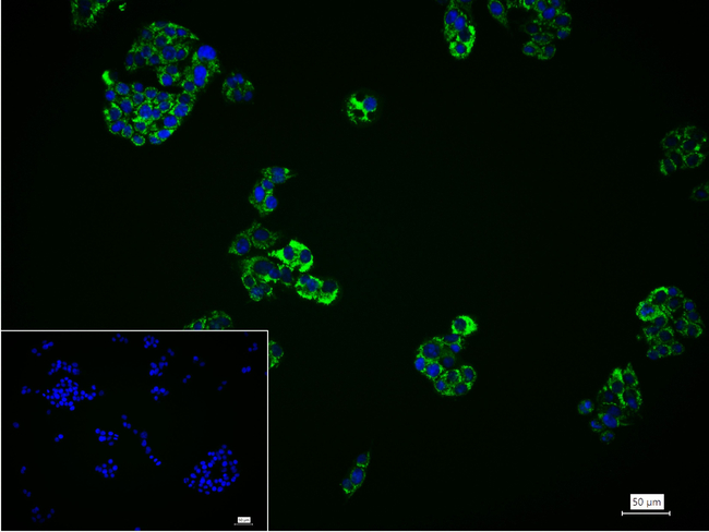 GluD1 Antibody in Immunocytochemistry (ICC/IF)
