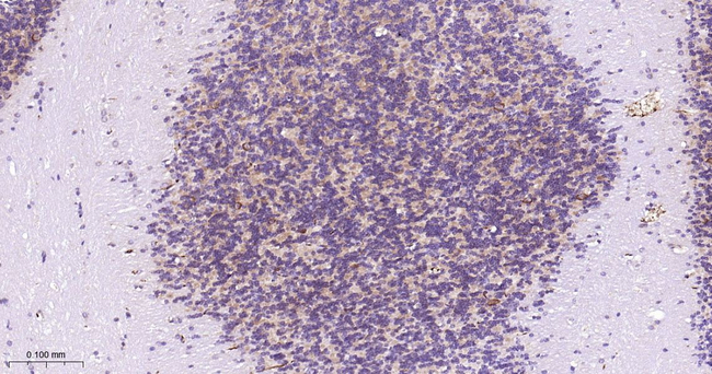 PSAP Antibody in Immunohistochemistry (Paraffin) (IHC (P))