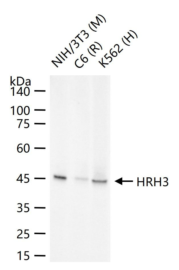 HRH3 Antibody in Western Blot (WB)