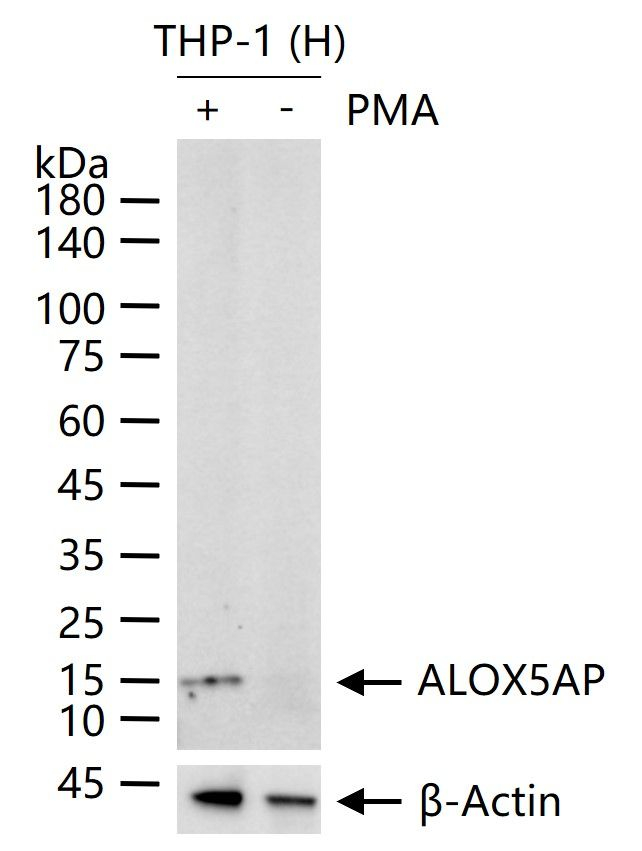 FLAP Antibody in Western Blot (WB)