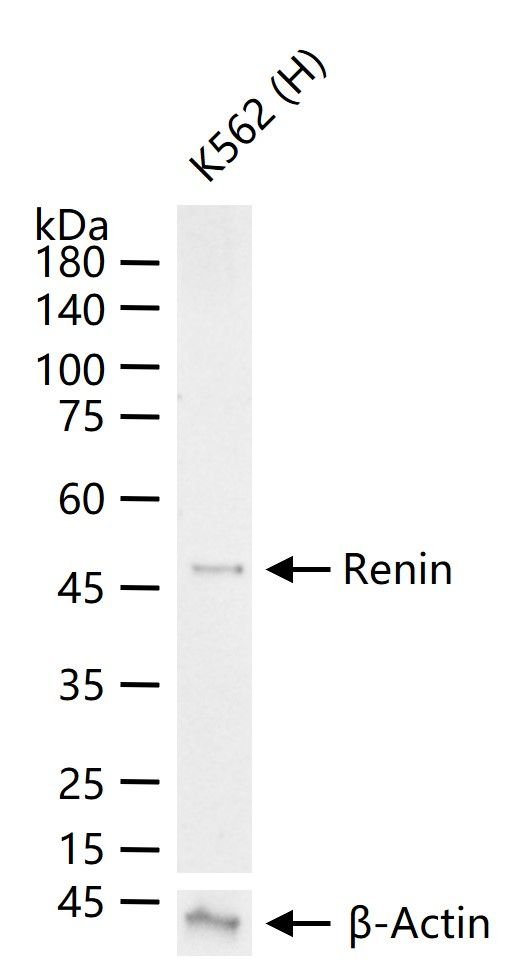 Renin Antibody in Western Blot (WB)