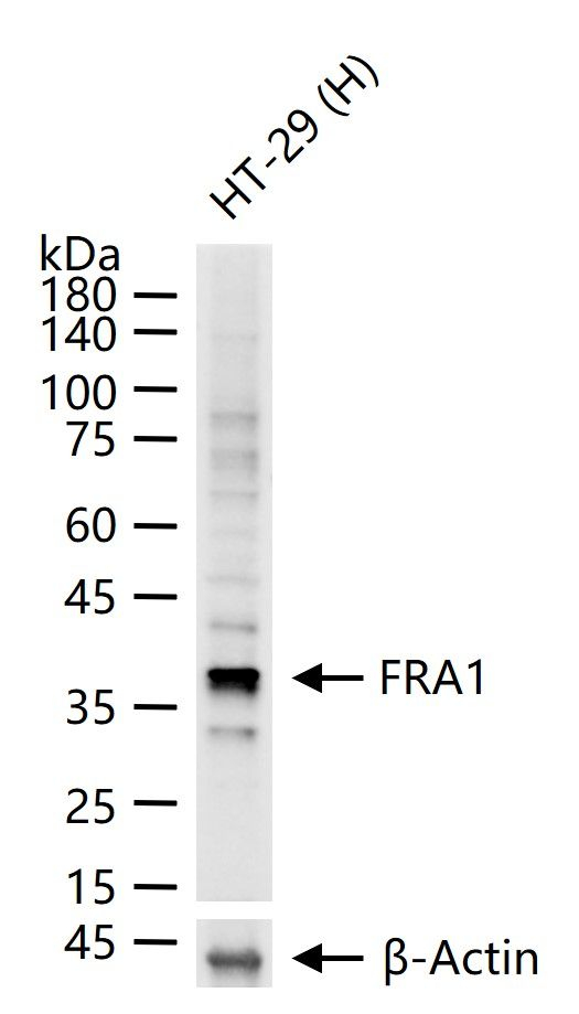 Fra1 Antibody in Western Blot (WB)