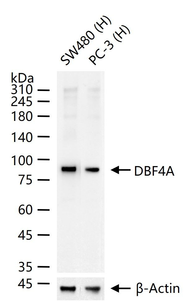 ASK Antibody in Western Blot (WB)