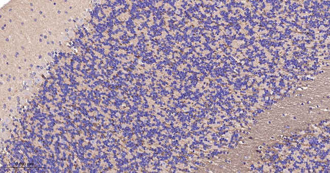 TMOD2 Antibody in Immunohistochemistry (Paraffin) (IHC (P))