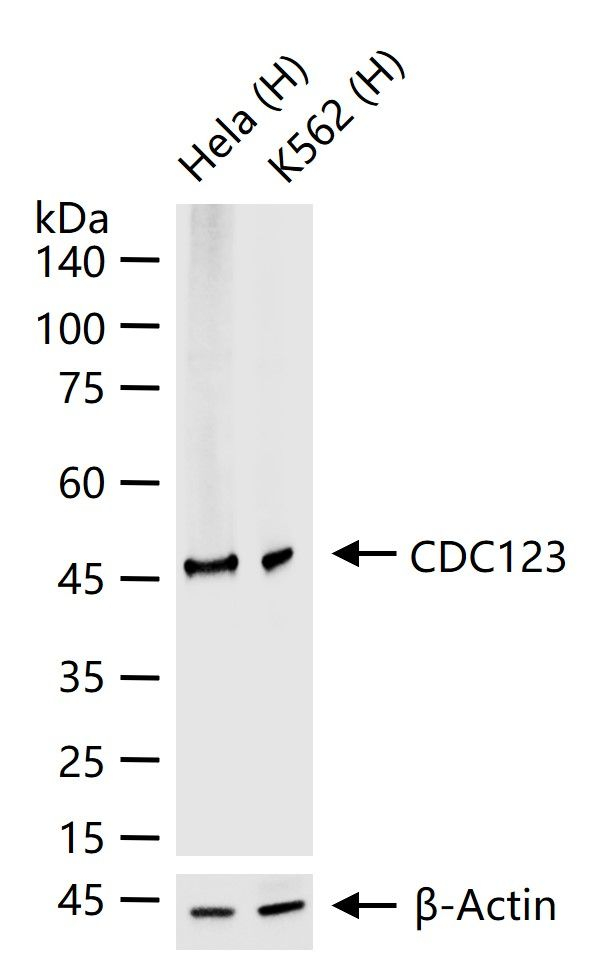 CDC123 Antibody in Western Blot (WB)