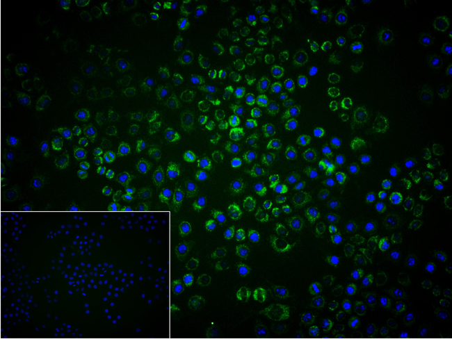 DLD Antibody in Immunocytochemistry (ICC/IF)