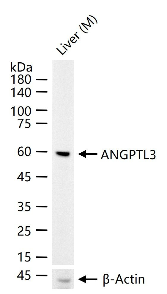 ANGPTL3 Antibody in Western Blot (WB)