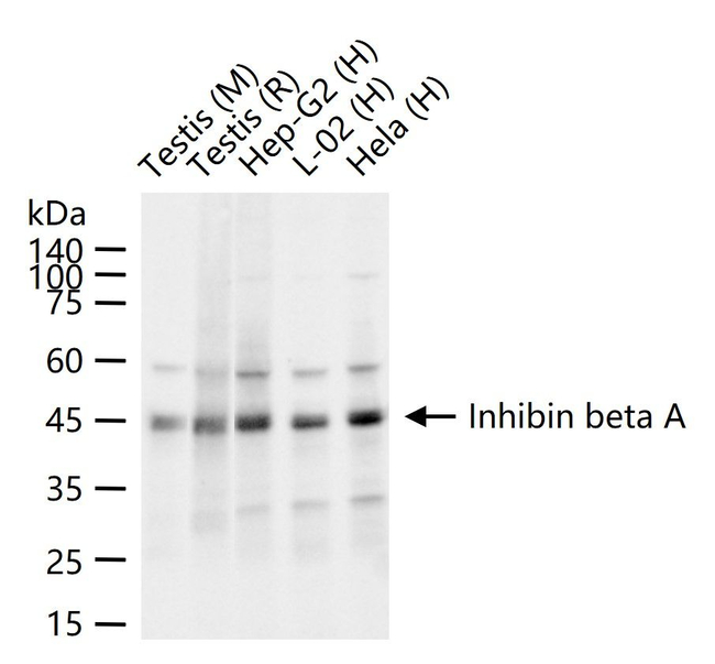 Activin A Antibody in Western Blot (WB)