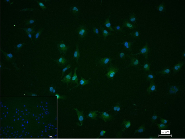 Arp2 Antibody in Immunocytochemistry (ICC/IF)