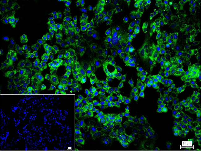 FXR1 Antibody in Immunocytochemistry (ICC/IF)