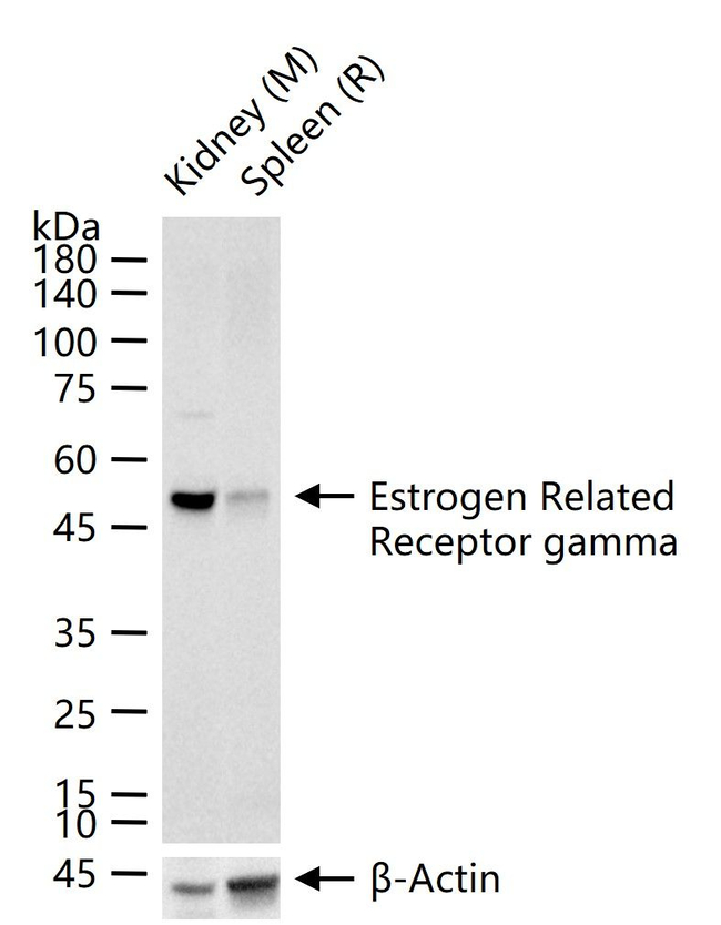 ESRRG Antibody in Western Blot (WB)