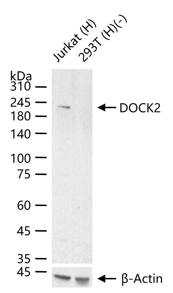 DOCK2 Antibody in Western Blot (WB)