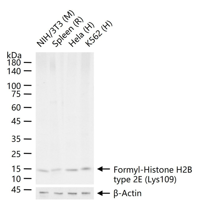 Formyl-Histone H2B (Lys109) Antibody in Western Blot (WB)