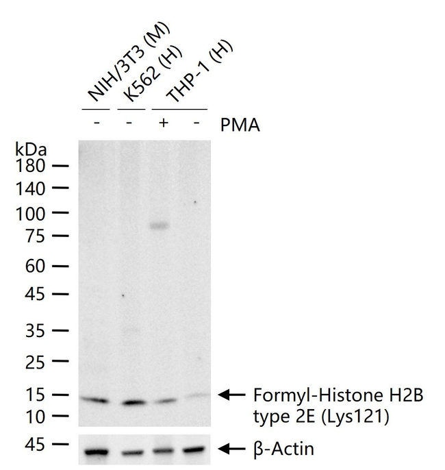 Formyl-Histone H2B (Lys121) Antibody in Western Blot (WB)