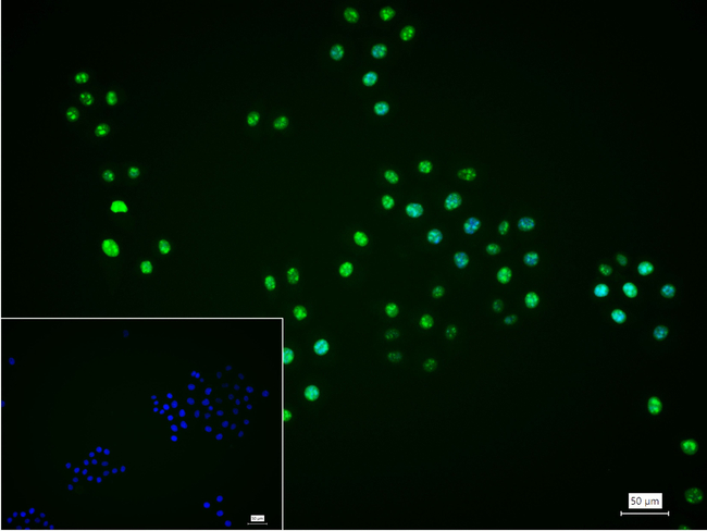 HMGN2 Antibody in Immunocytochemistry (ICC/IF)