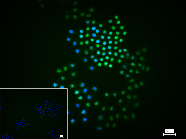WDR4 Antibody in Immunocytochemistry (ICC/IF)