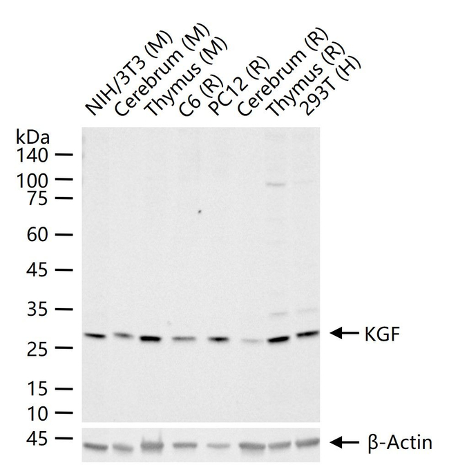 KGF Antibody in Western Blot (WB)