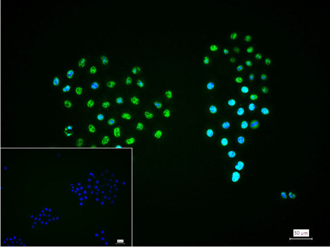 SPT5 Antibody in Immunocytochemistry (ICC/IF)