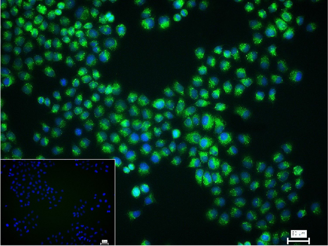 PDI Antibody in Immunocytochemistry (ICC/IF)