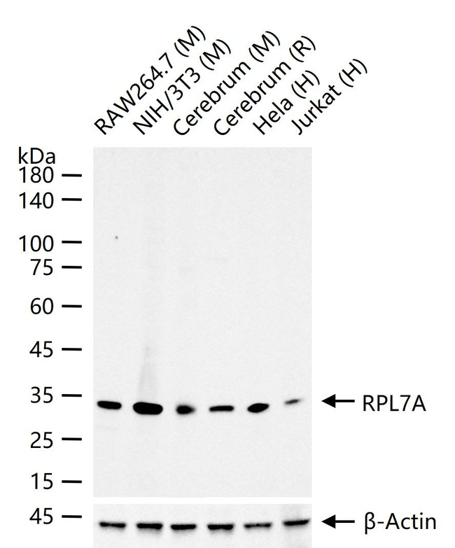 RPL7A Antibody in Western Blot (WB)