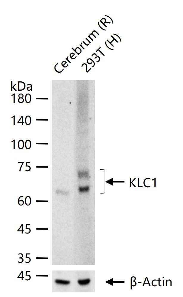 KLC1 Antibody in Western Blot (WB)