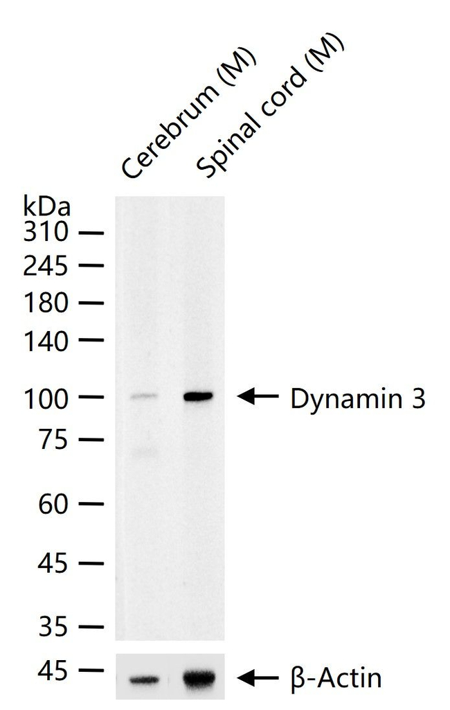 Dynamin 3 Antibody in Western Blot (WB)