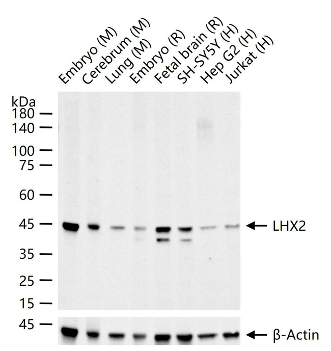 LHX2 Antibody in Western Blot (WB)