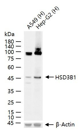 HSD3B1 Antibody in Western Blot (WB)