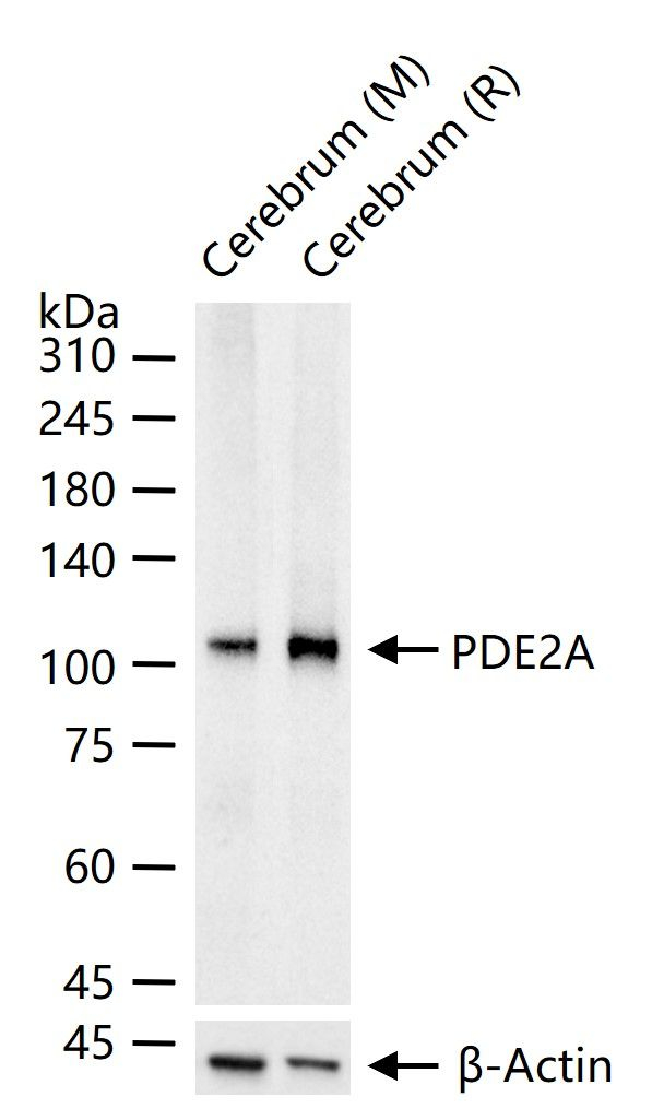 PDE2A Antibody in Western Blot (WB)