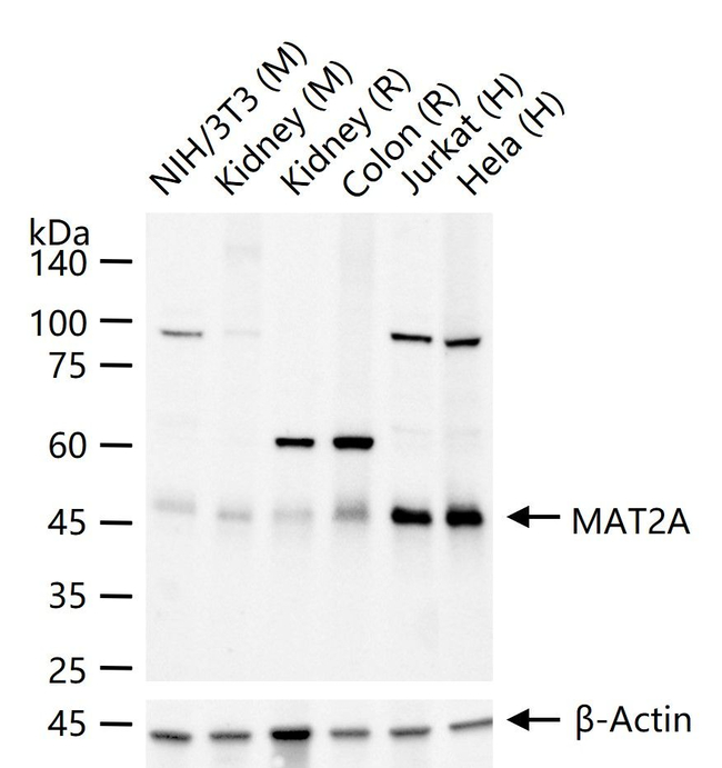 MAT2A Antibody in Western Blot (WB)