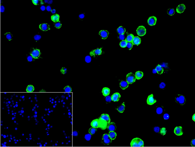 PAG1 Antibody in Immunocytochemistry (ICC/IF)