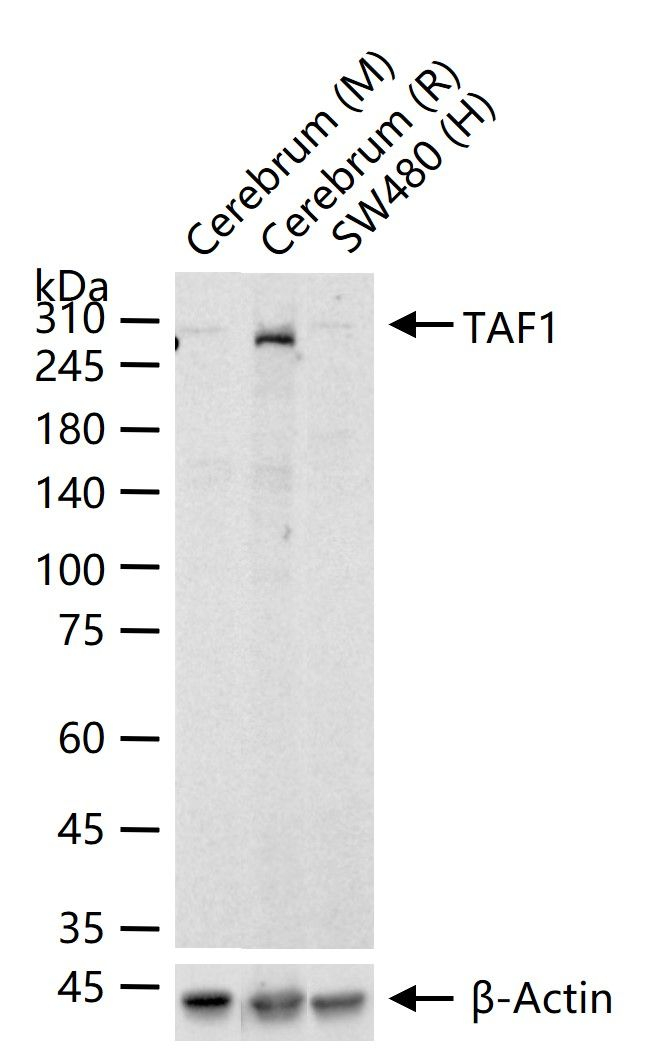 TAF1 Antibody in Western Blot (WB)